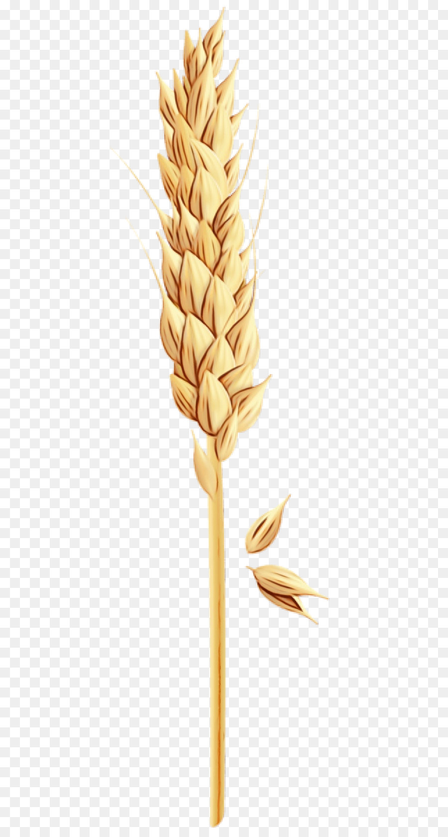 Blé，Grain PNG