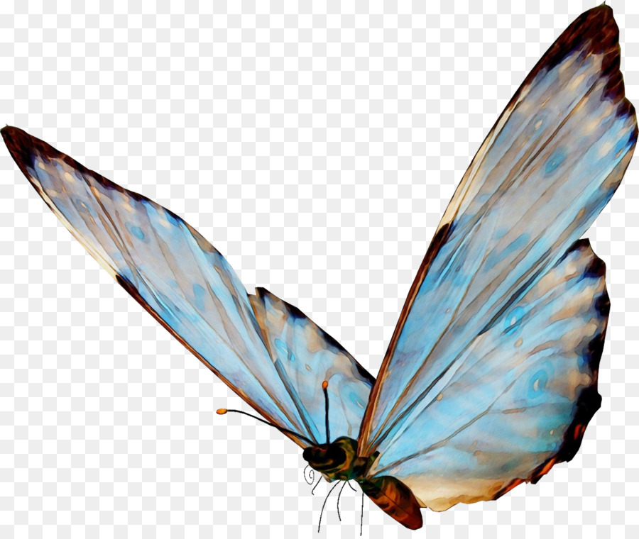 Papillon，Les Insectes PNG