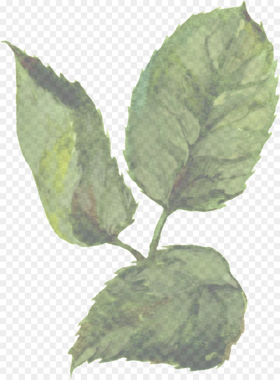 Plante Verte，Feuilles PNG