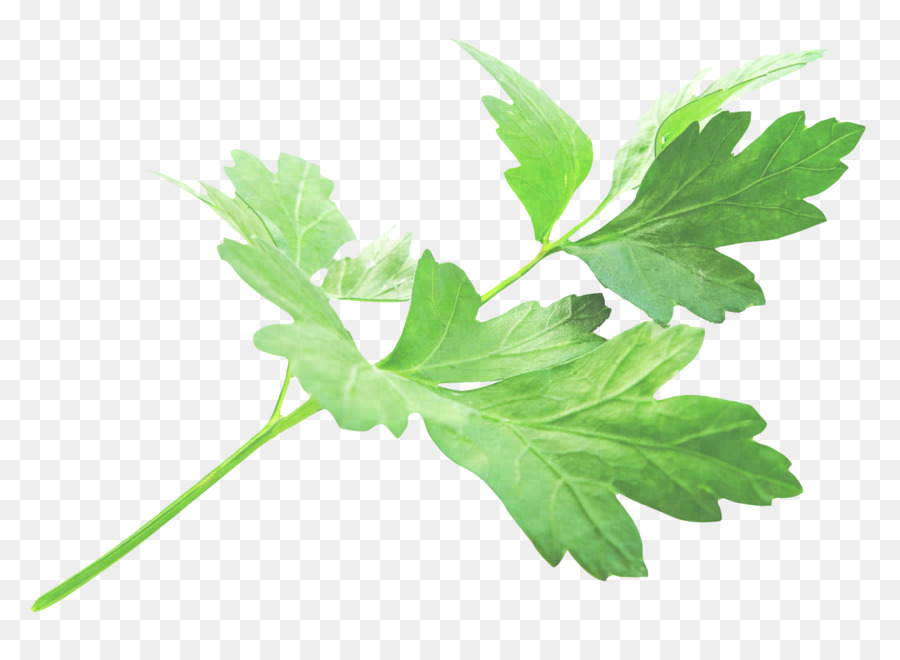 Feuille，Fleur PNG