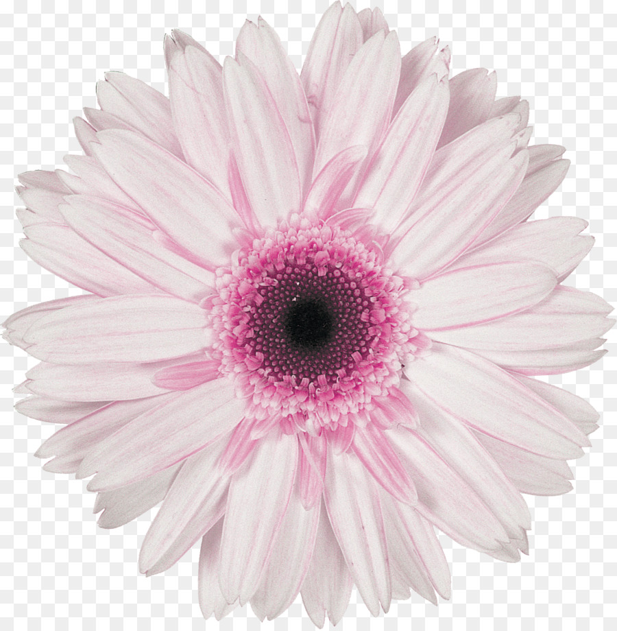 Fleur，Floraison PNG