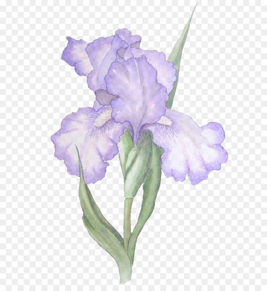 Iris，Violet PNG