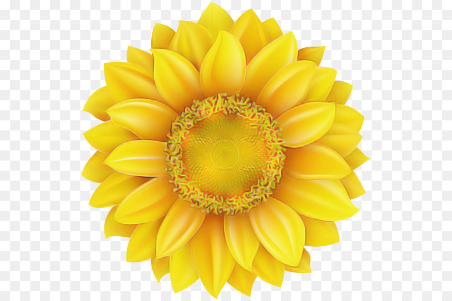 Jaune，Gerbera PNG