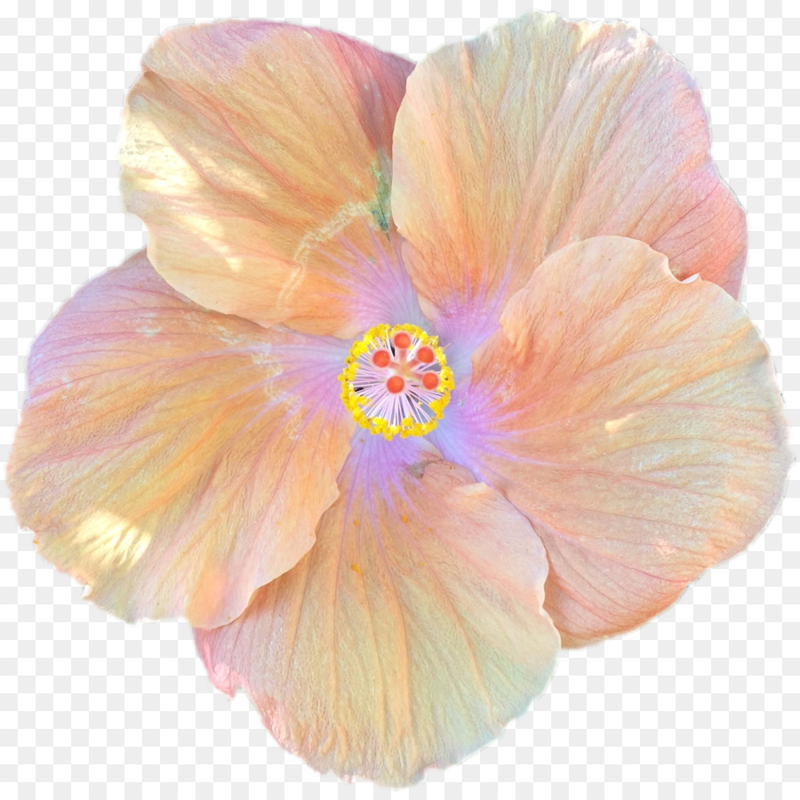 Fleur D'hibiscus，Fleur PNG