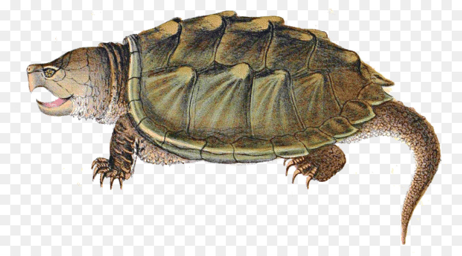 Tortue，Reptile PNG