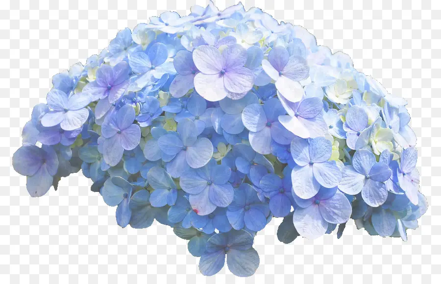 Hortensia Bleu，Beau PNG