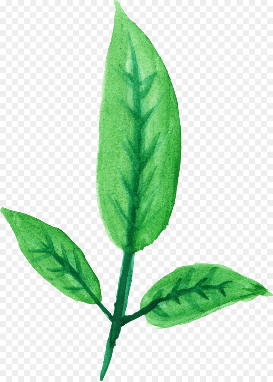 Feuille，Fleur PNG