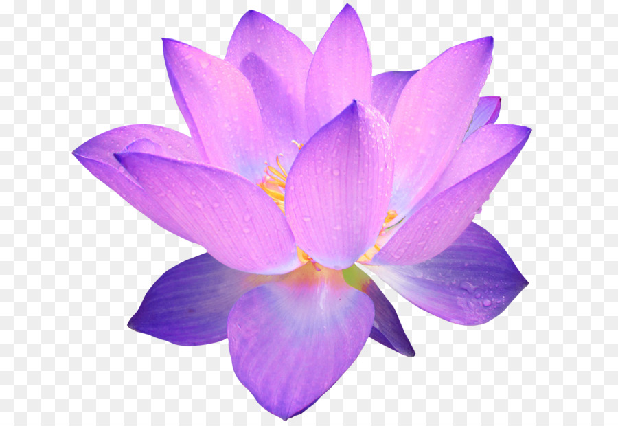 Lotus Rose，Floraison PNG