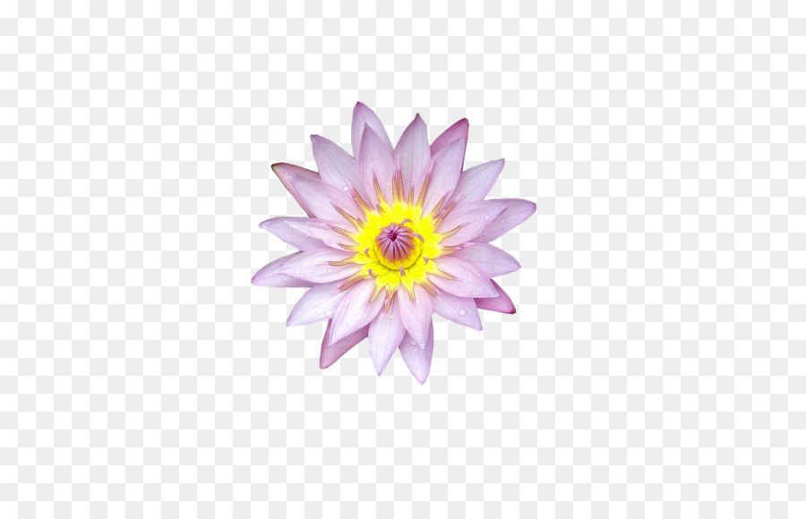 Fleur，Rose PNG