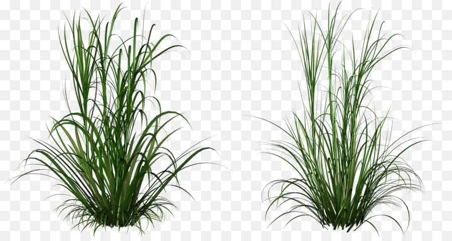 L'herbe，Plante PNG