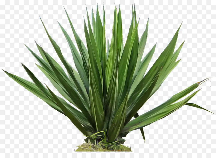 Plante，Yucca PNG