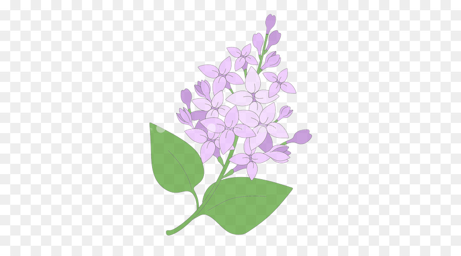 Fleurs Lilas，Feuilles PNG