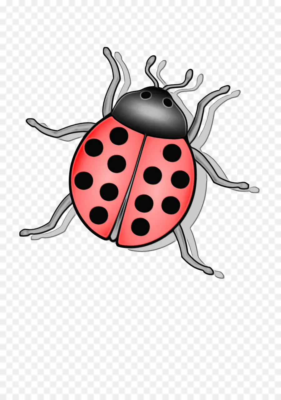 Coccinelle Noire Et Blanche，Taches PNG