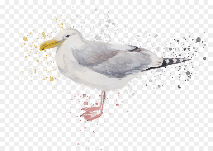 Oiseau，Européenne De Goéland PNG