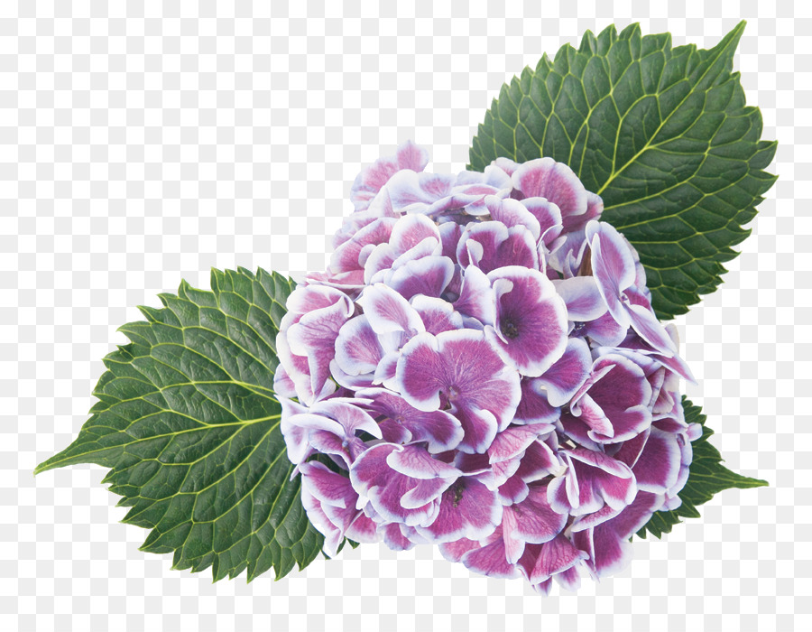 Fleur Rose，Fleur PNG