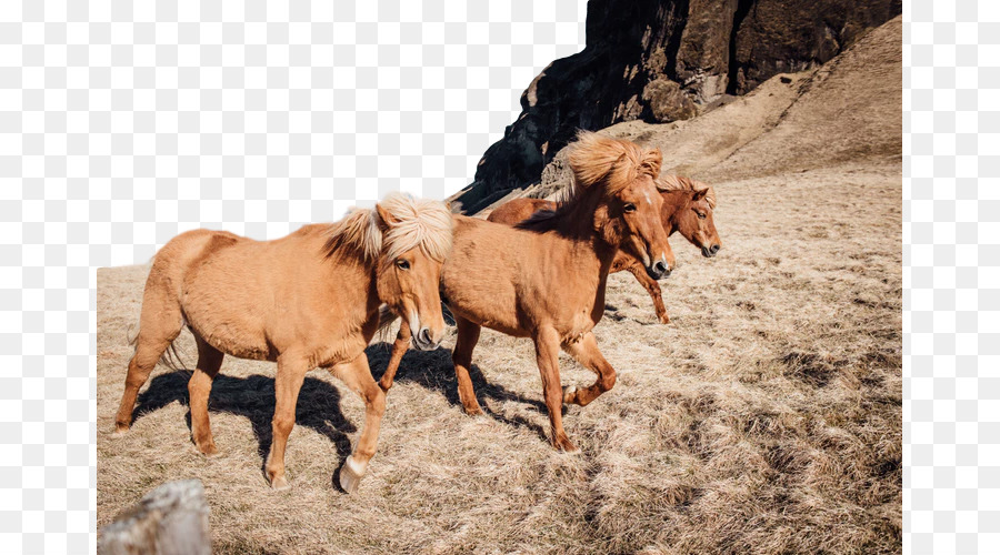 Cheval，Troupeau PNG