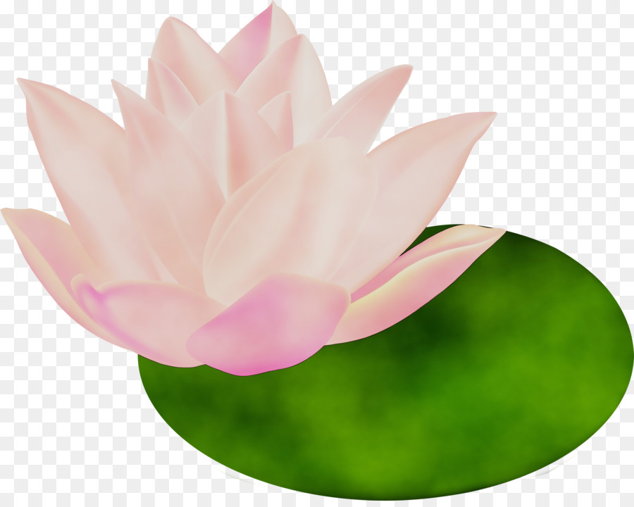 Nénuphars，Lotus PNG