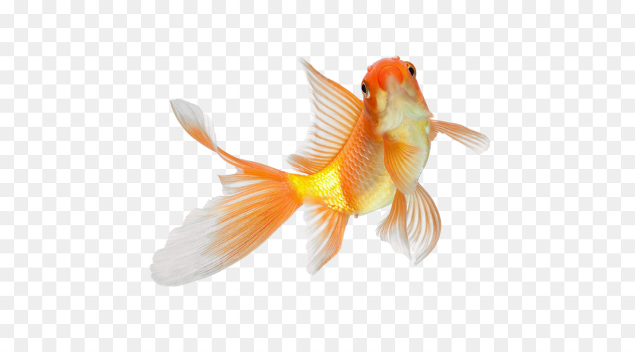 Poisson，Betta PNG