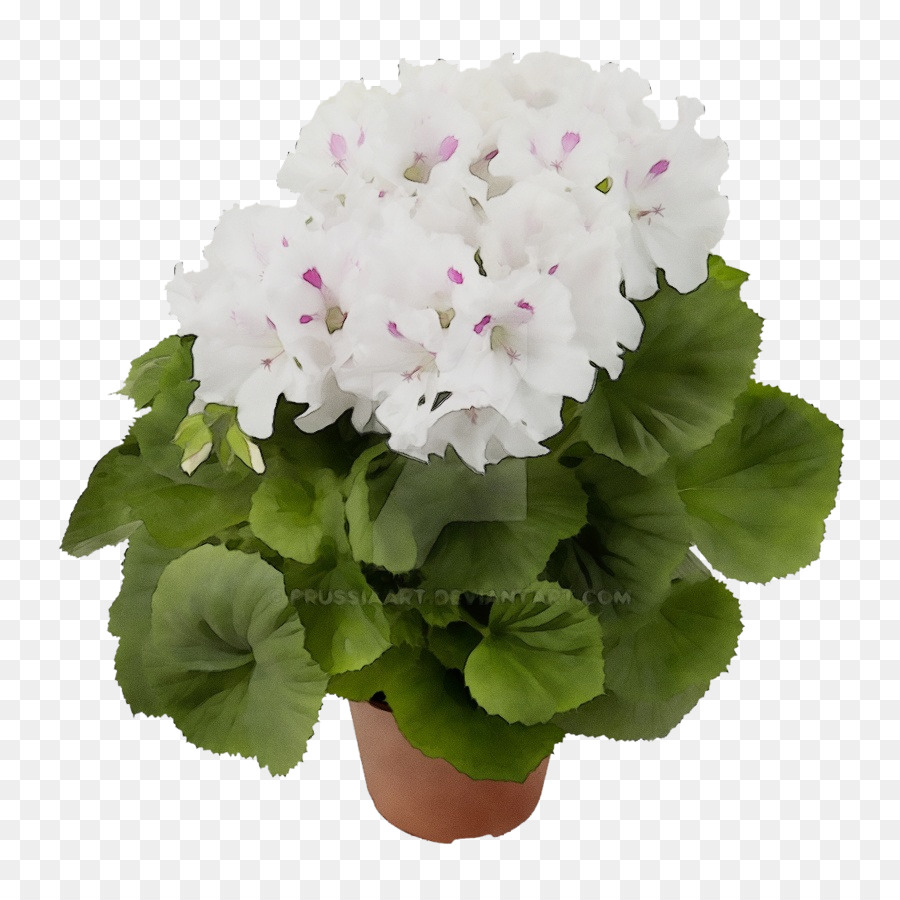 Fleur，La Floraison De La Plante PNG