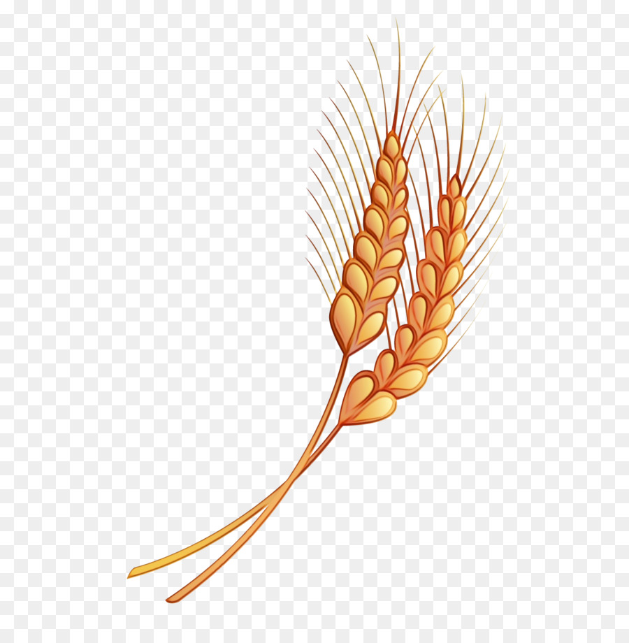 Blé，Grain PNG