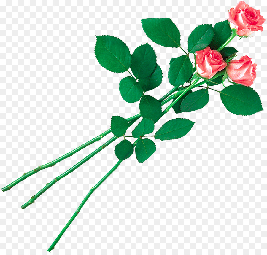 Roses Rouges Et Blanches，Bouquet PNG