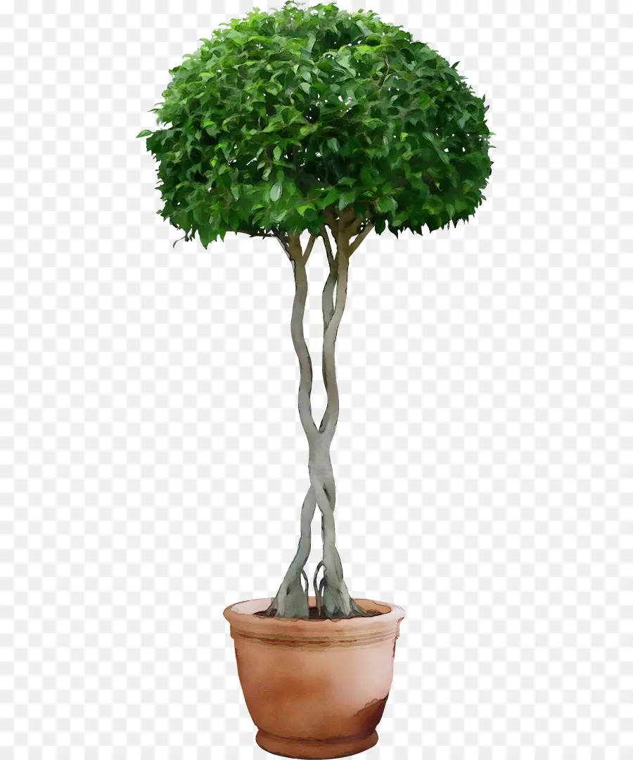 Plante En Pot，Vert PNG