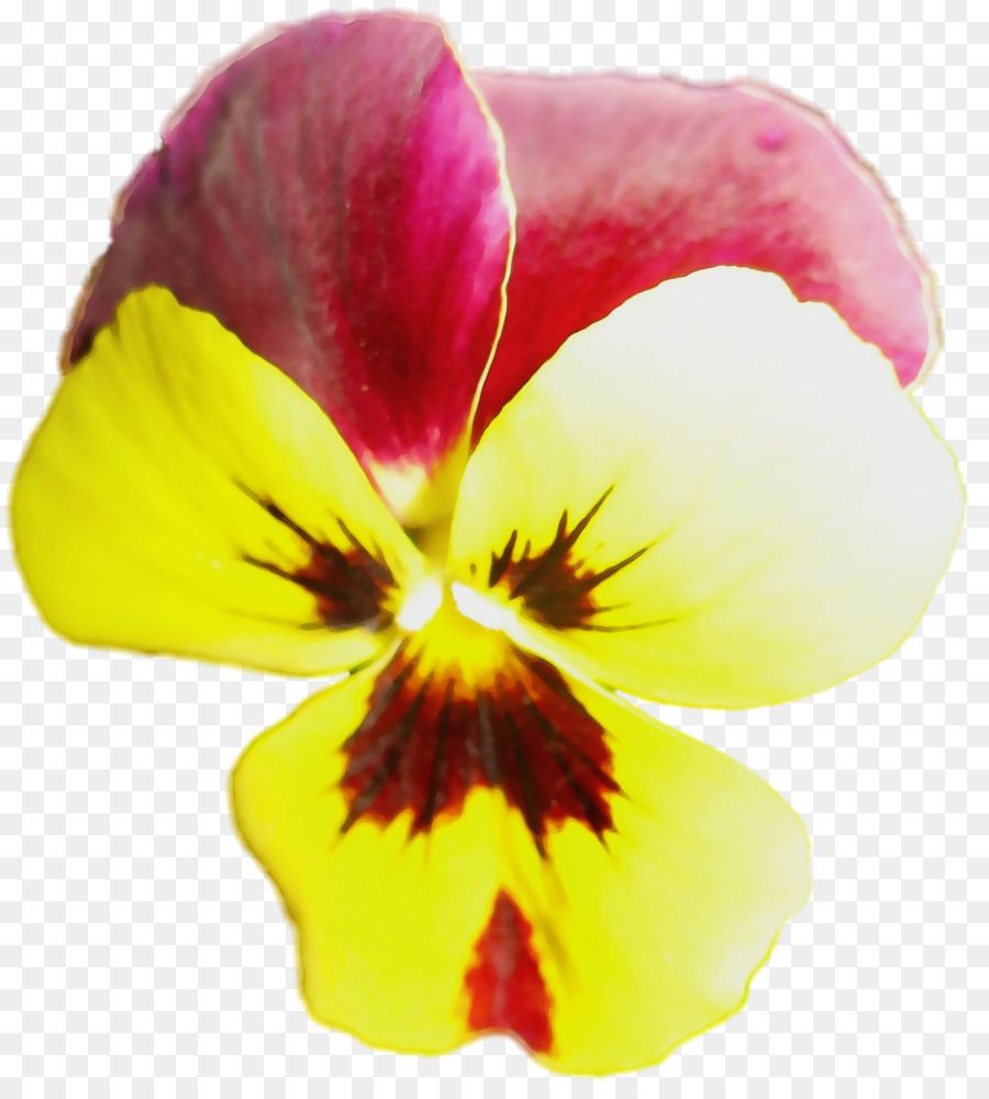 Fleur，Hibiscus PNG