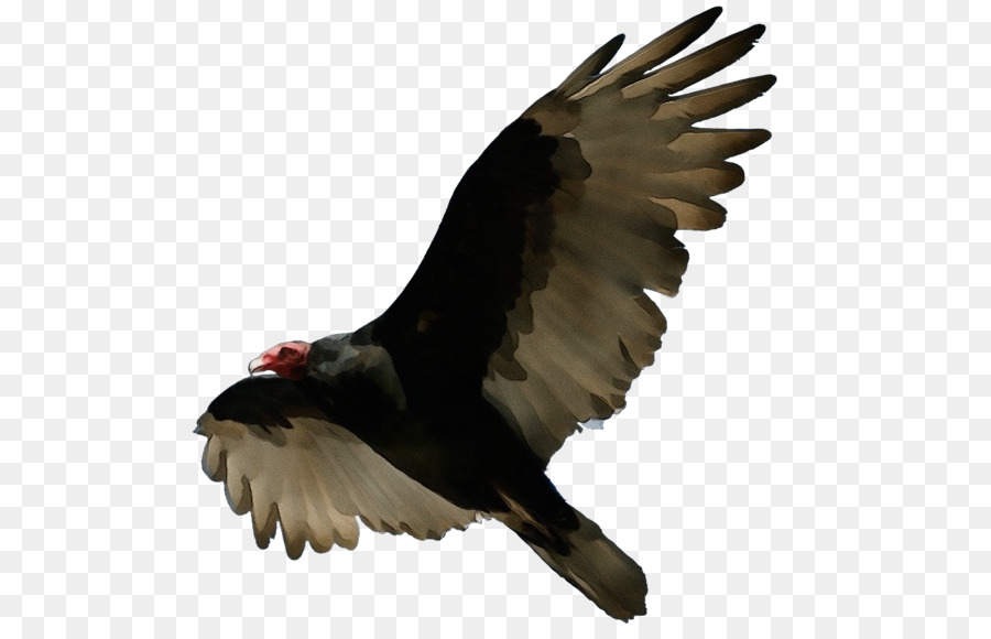 Oiseau，Urubu PNG