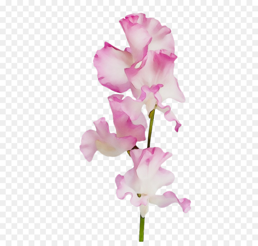 Fleur，La Floraison De La Plante PNG
