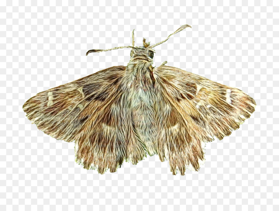 Papillon De Nuit，Ailes PNG