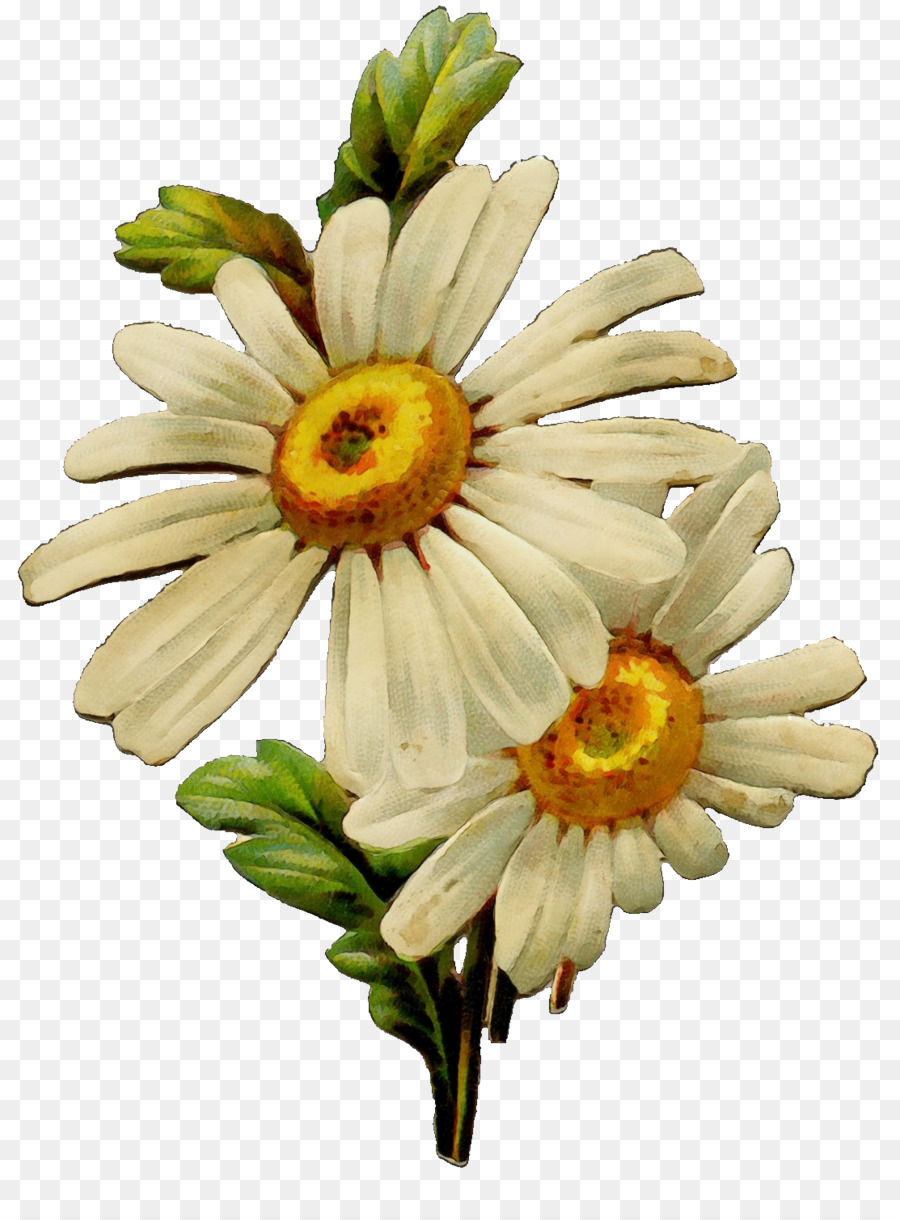 Fleur，Plante à Fleurs PNG