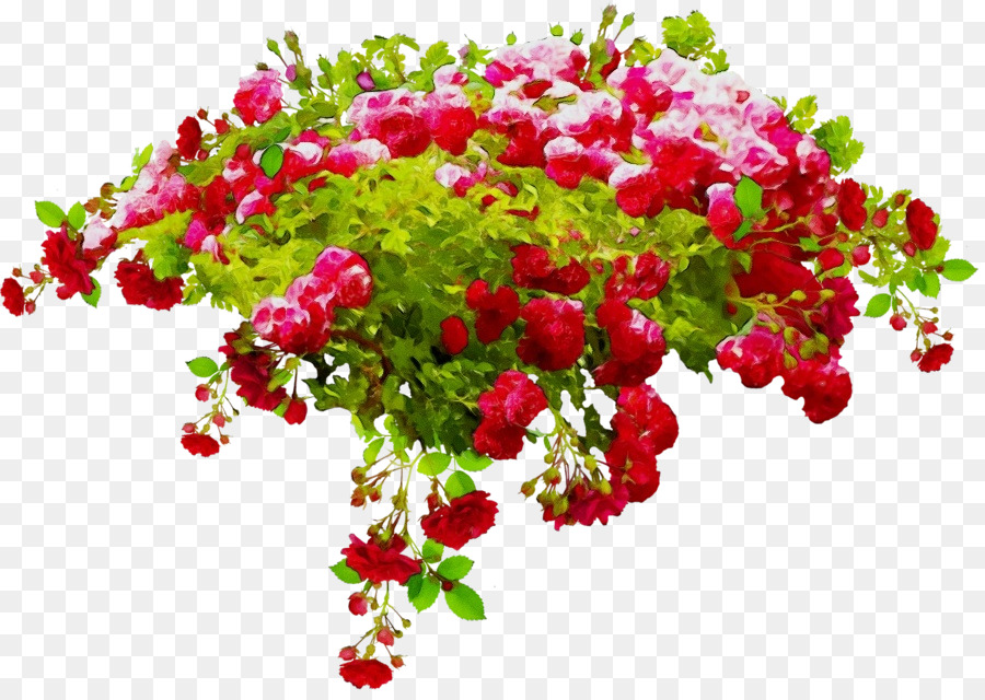 Fleur，Les Bougainvilliers PNG