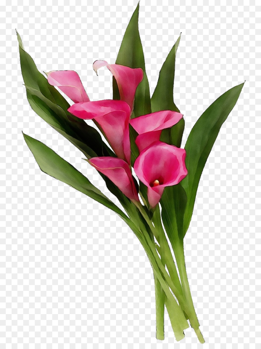 Lys Roses，Floraison PNG