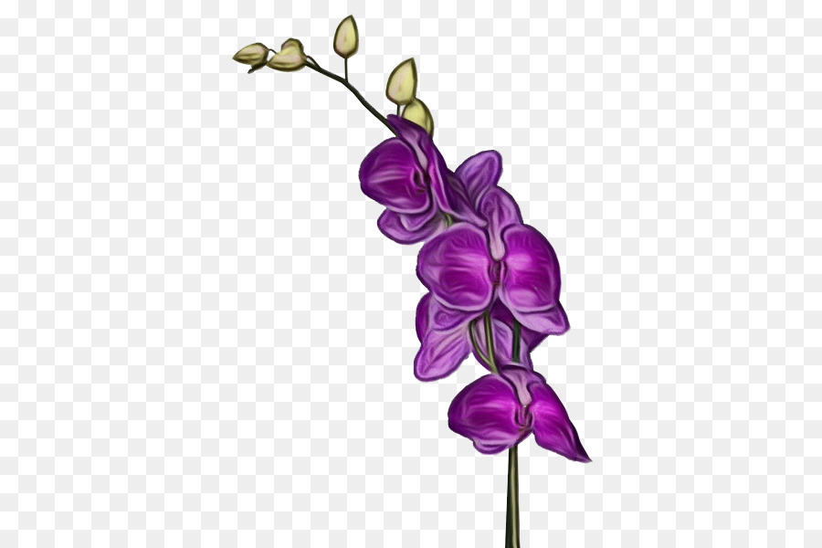 Violet，Fleur PNG