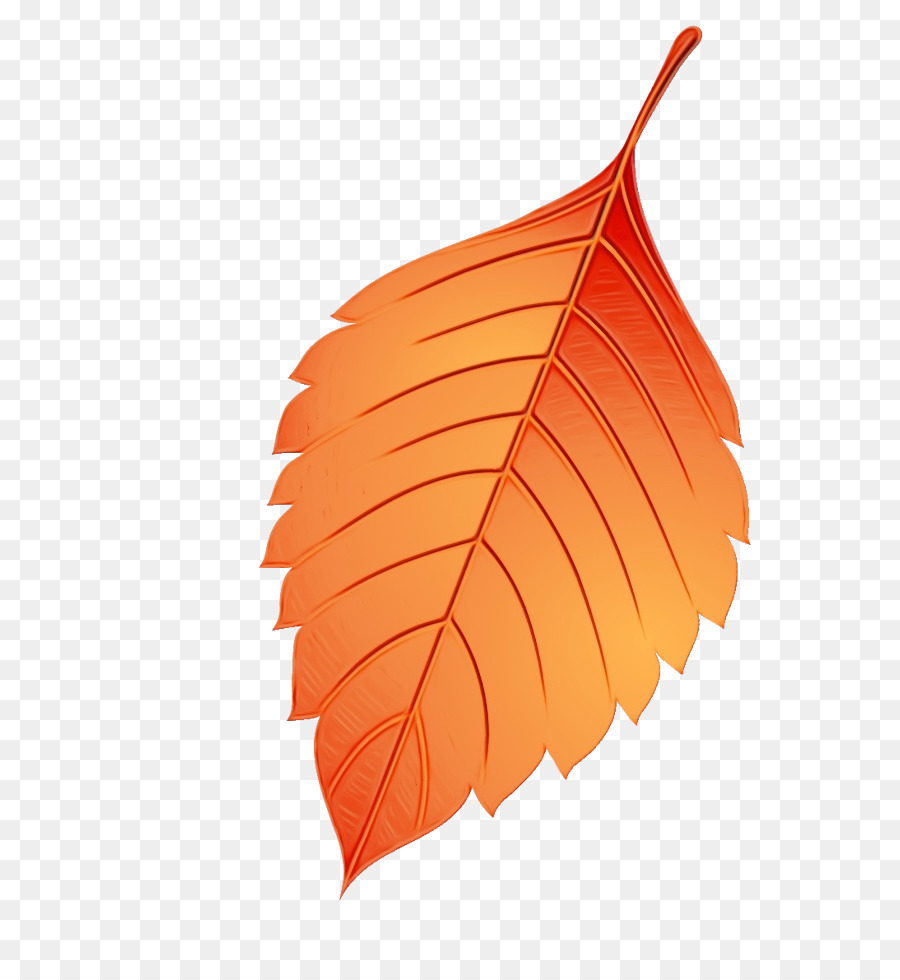 Feuille D'oranger，Automne PNG