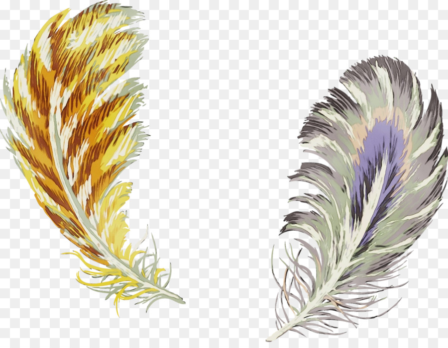 Plumes，Plumage PNG