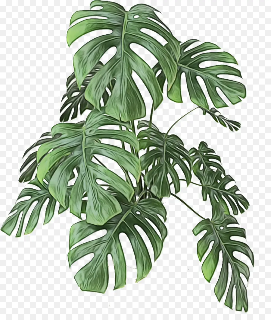 Deliciosa Monstera，Feuille PNG