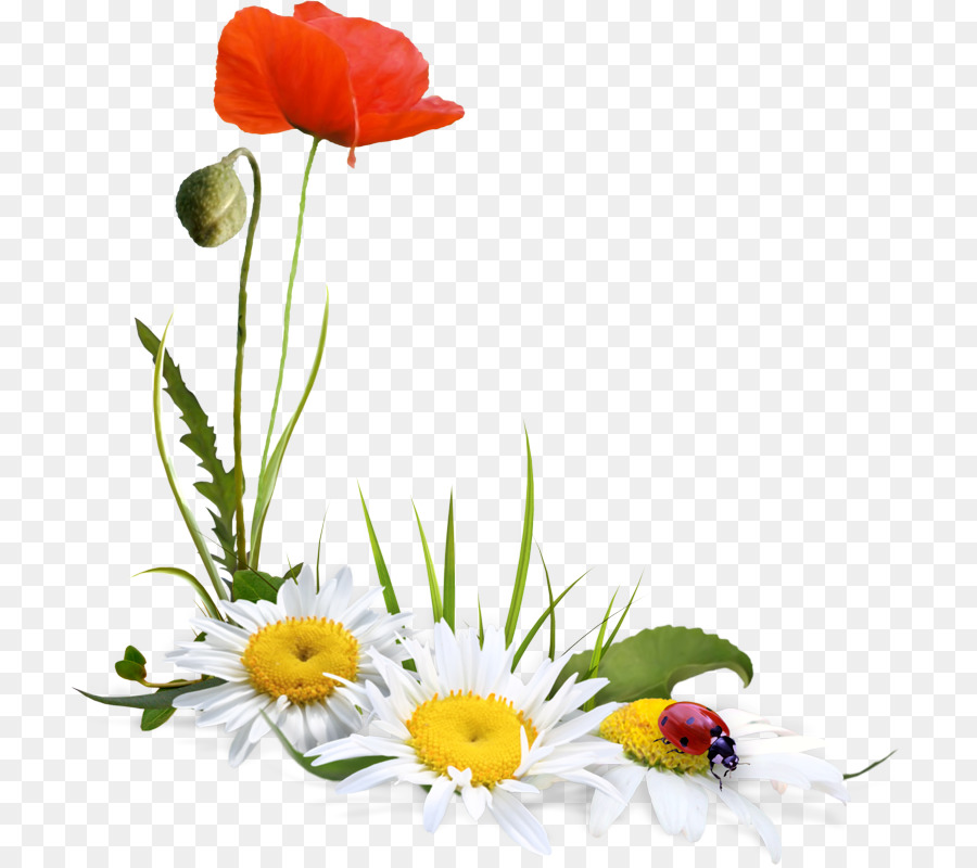 Fleurs，Jardin PNG