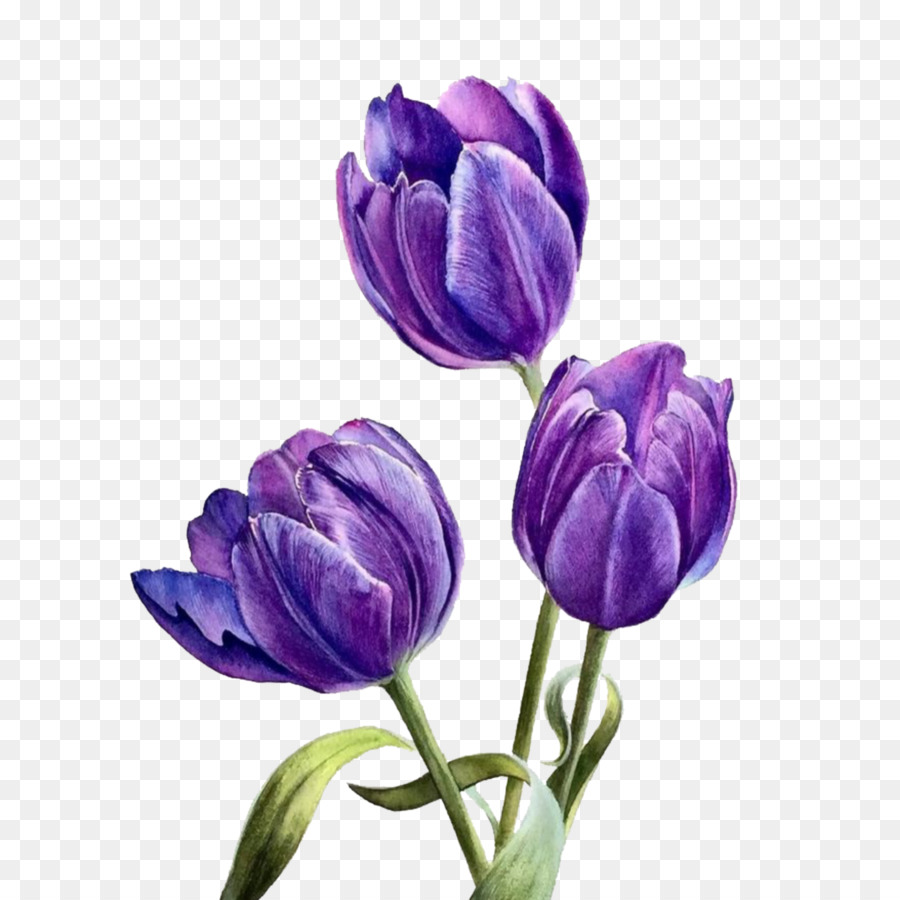 Fleurs Colorées，Tulipe PNG