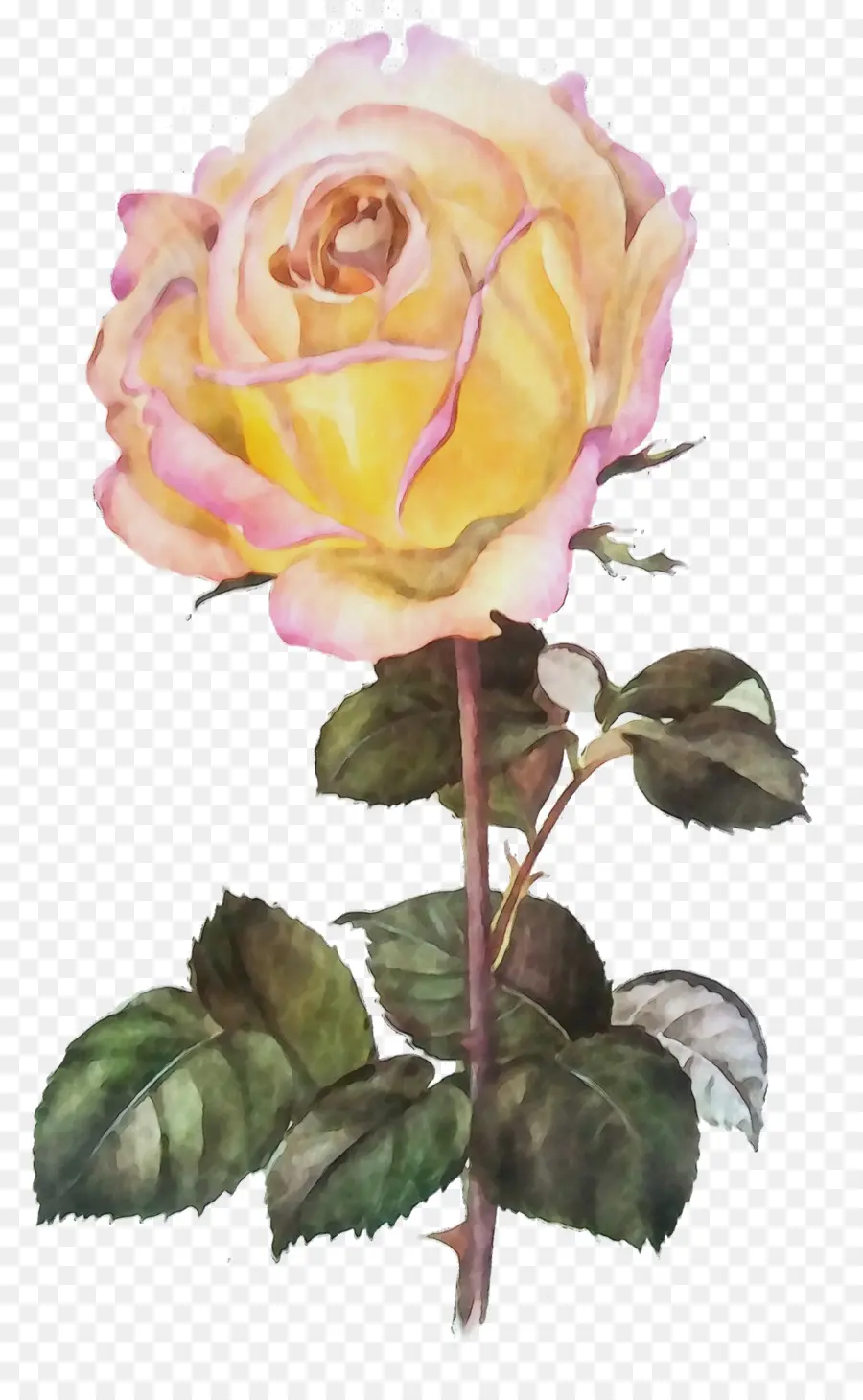 Roses Roses，Bouquet PNG