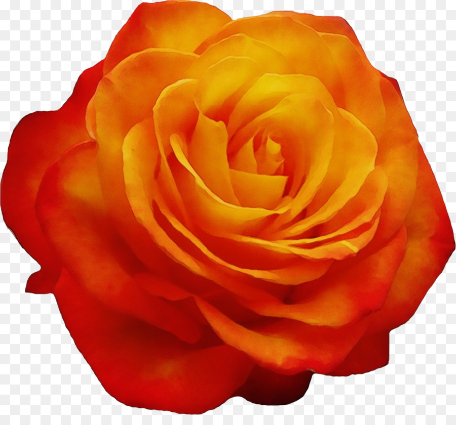 Rose Rouge，Floraison PNG