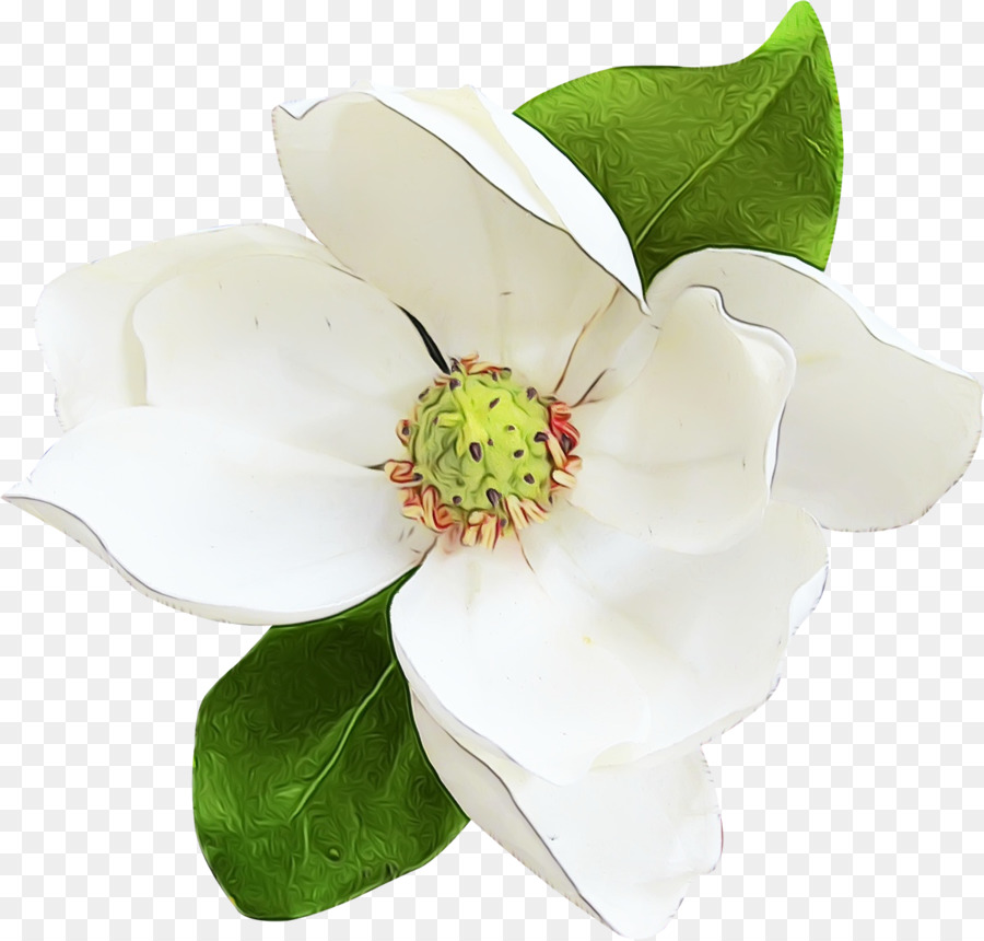 Fleur，La Floraison De La Plante PNG