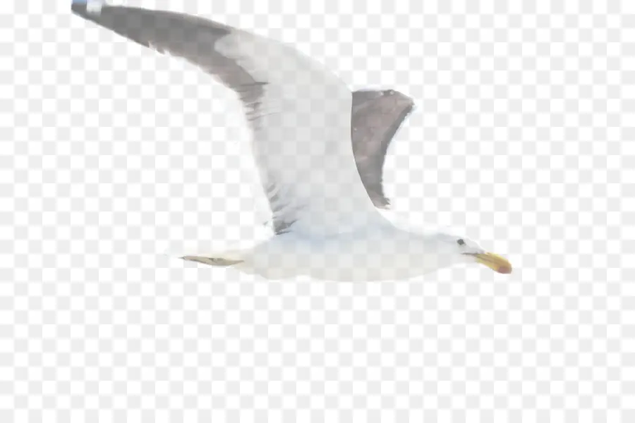 Blanc，Mouette PNG