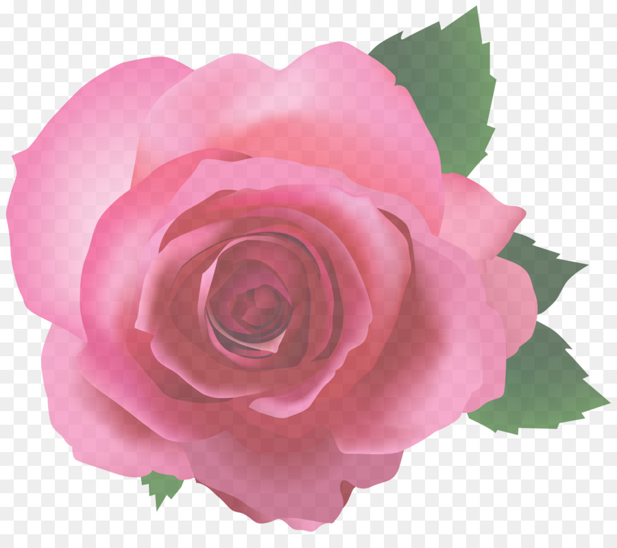 Les Roses De Jardin，Rose PNG