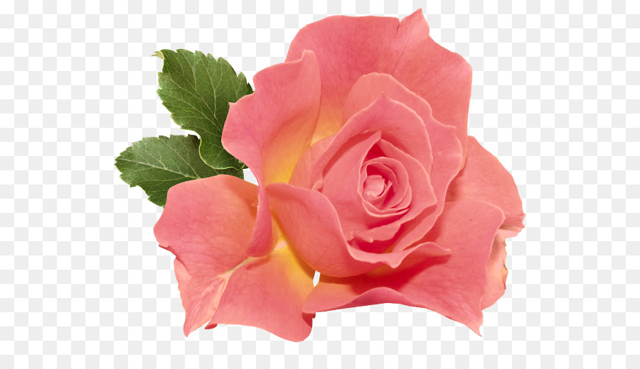 Pêche Rose，Floraison PNG