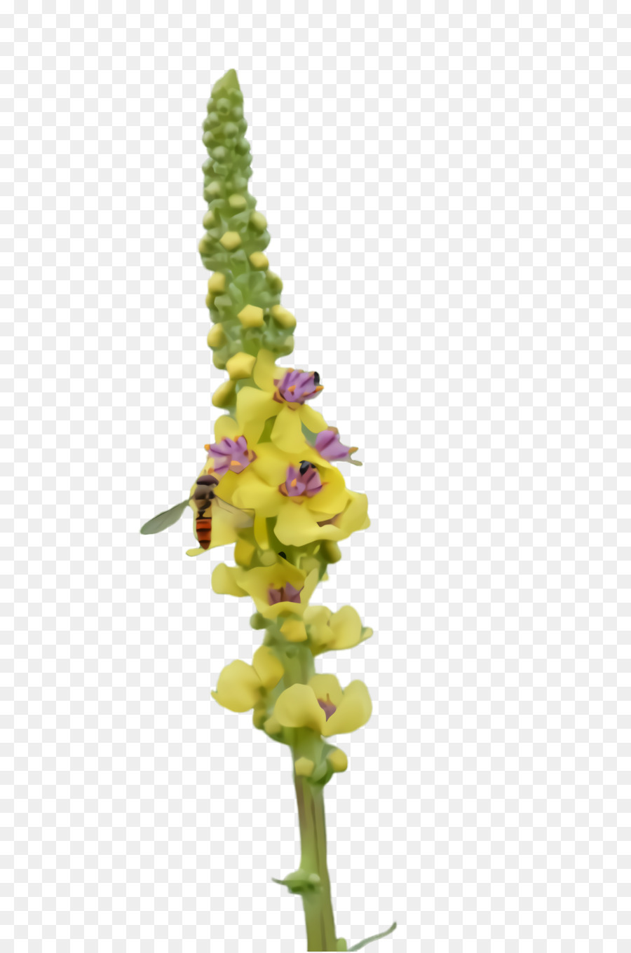 Fleur，Plante PNG