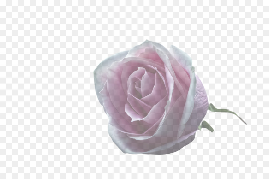 Rose，Les Roses De Jardin PNG
