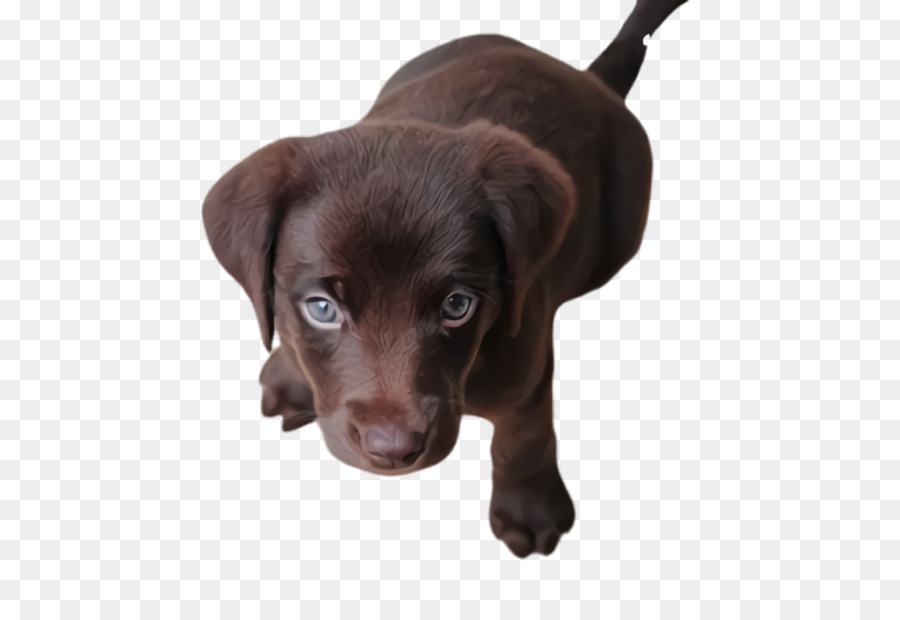 Chiot，Chien PNG