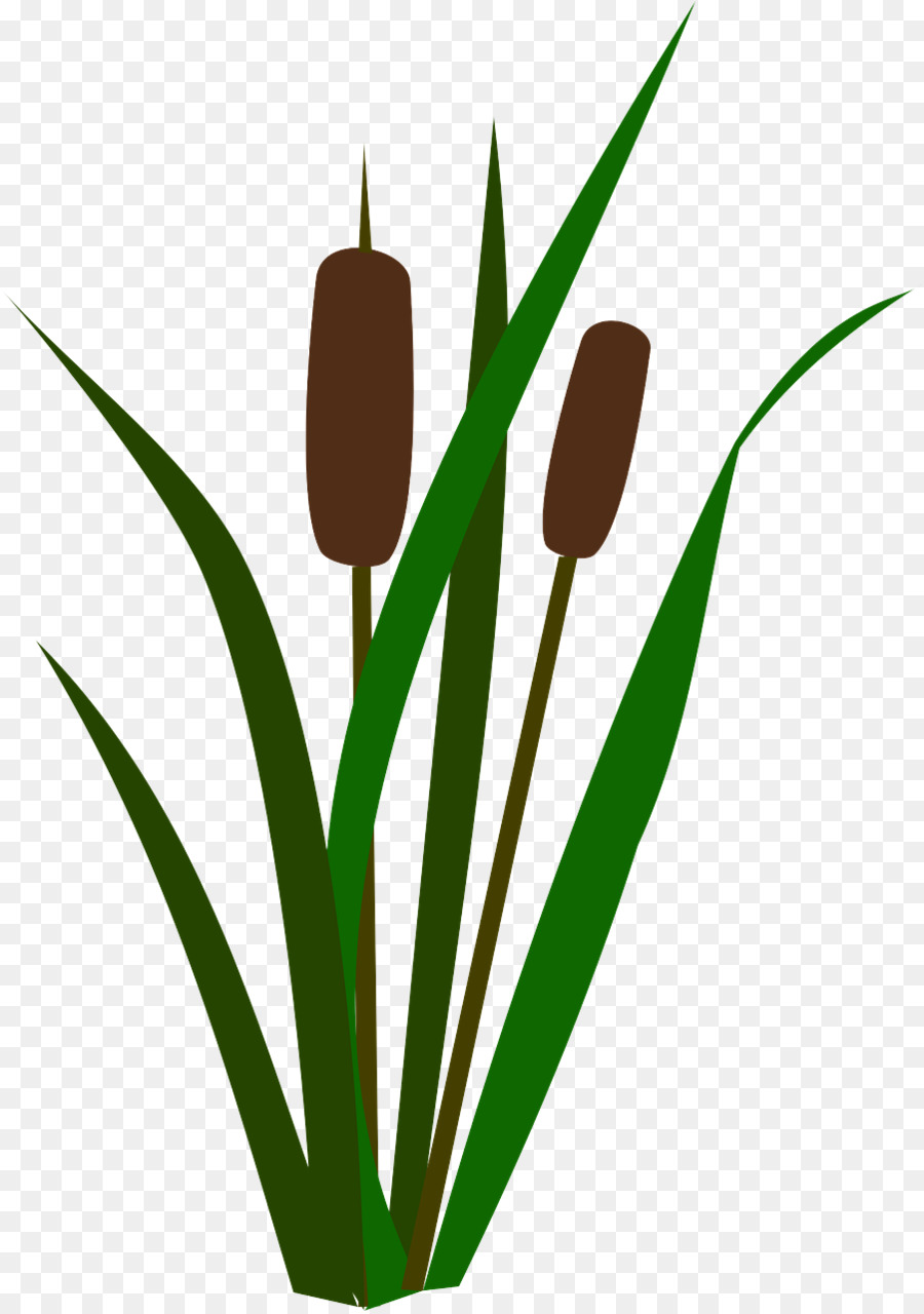 Fleur，Plante PNG