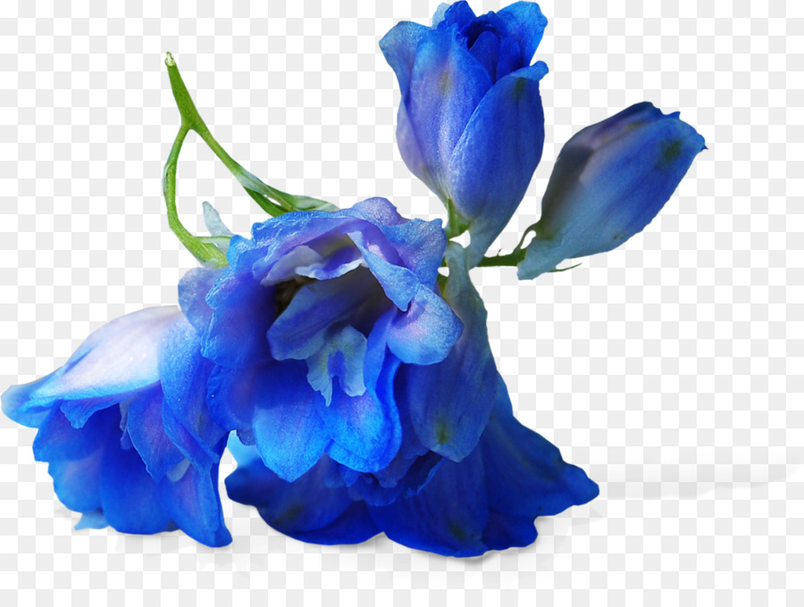 Fleurs Bleues，Fleurir PNG